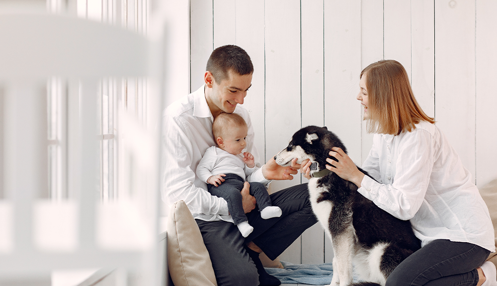 How Pet Insurance Premiums Are Calculated: What Really Goes Into the Price You Pay Görseli